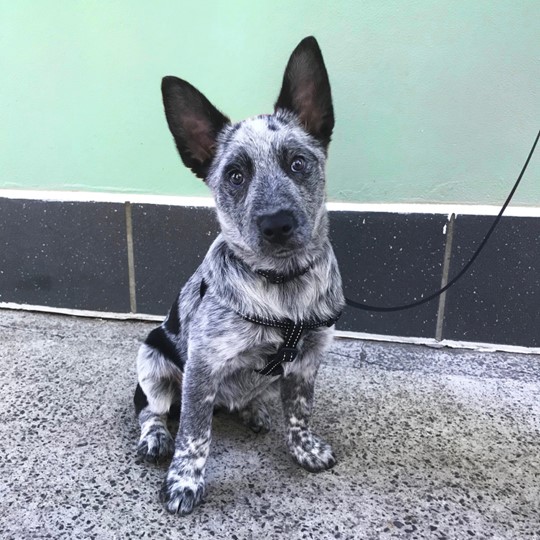 Molly cattle x puppy from enmore